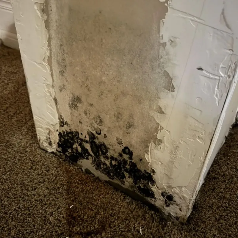 Professional Mold Removal in Gibsonton, FL
